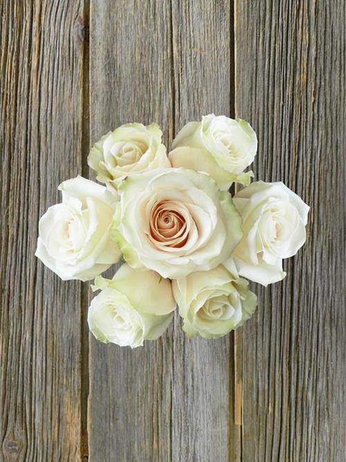 SAHARA  CREAM ROSES